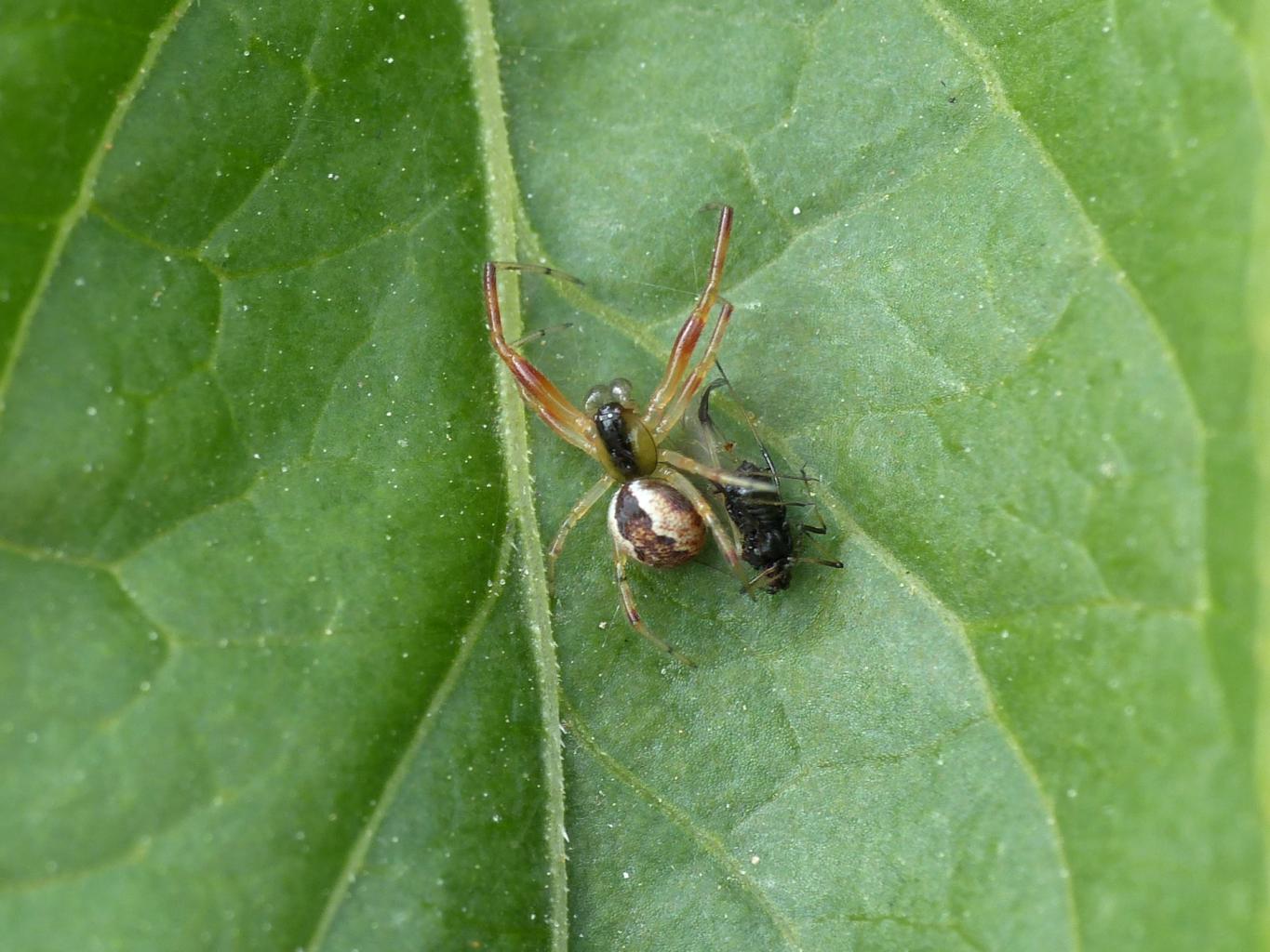 Maschio subadulto di Anelosimus sp. - Castelgandolfo (RM)